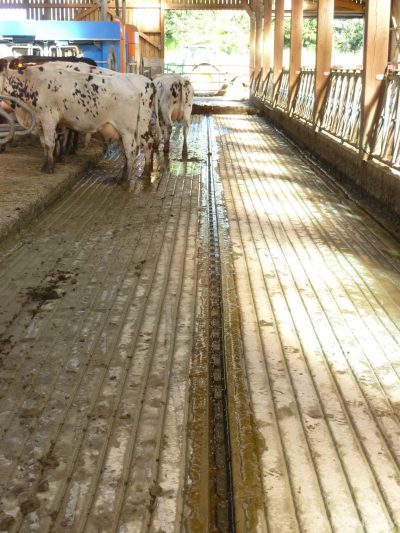 Rainurage dalle béton d'un sol de bâtiment d'élevage bovin-P1020203